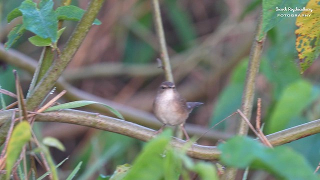 Baikal Bush Warbler - ML626313142