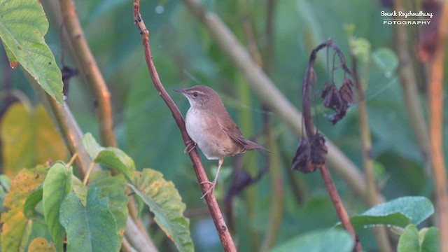Baikal Bush Warbler - ML626313143