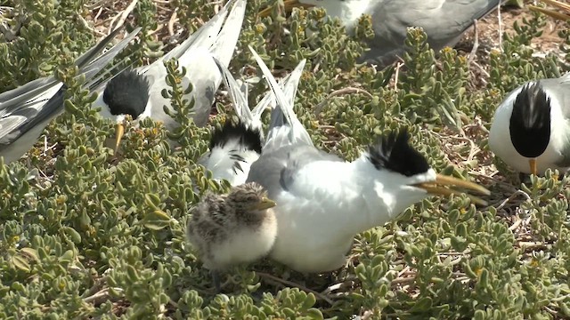 Great Crested Tern - ML626313193