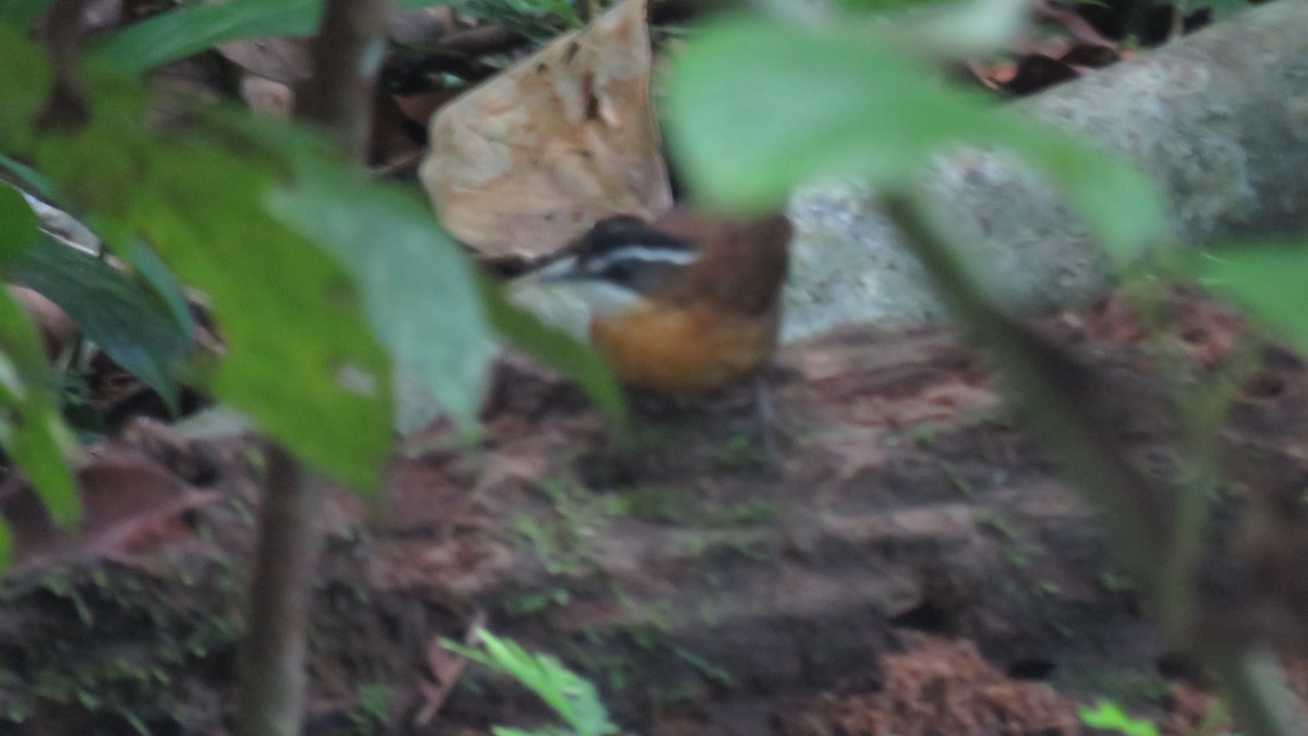 Bornean Black-capped Babbler - ML626313201