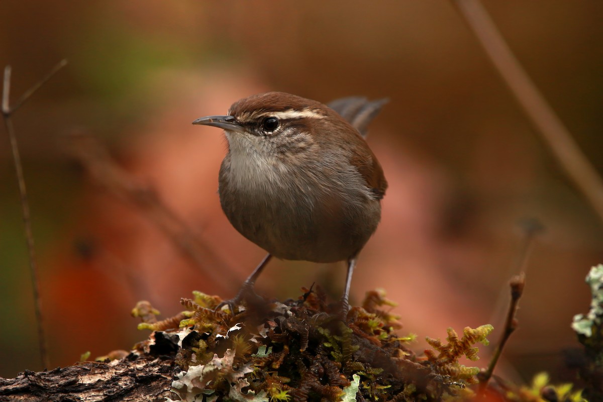 Bewick's Wren - ML626313205