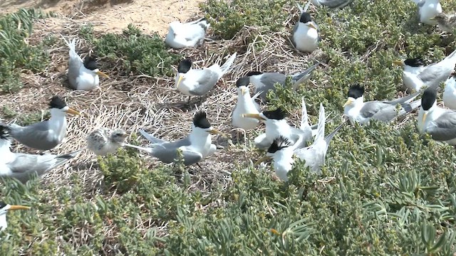 Great Crested Tern - ML626313235