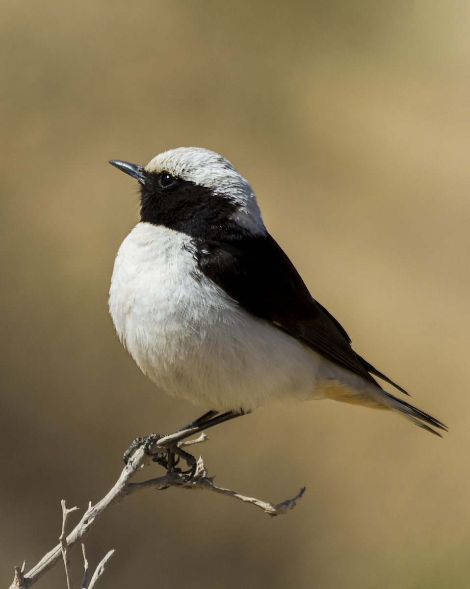 Mourning Wheatear - ML626313356