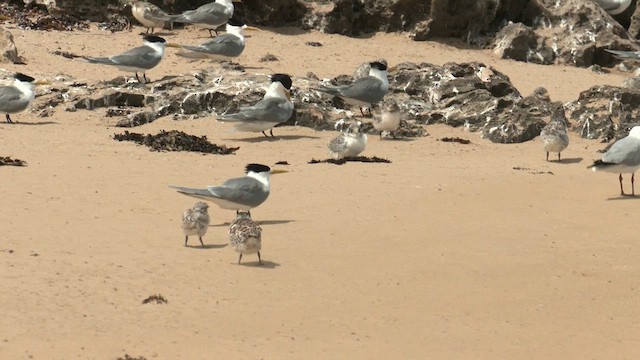 Great Crested Tern - ML626313370