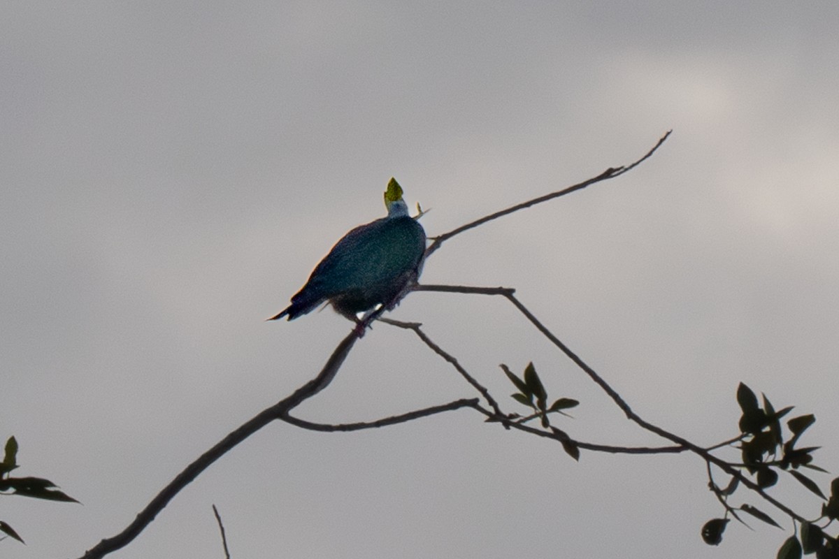 Chestnut-bellied Imperial-Pigeon - ML626313445