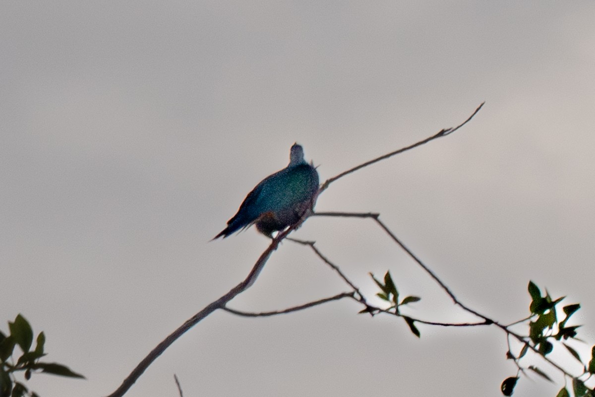 Chestnut-bellied Imperial-Pigeon - ML626313446