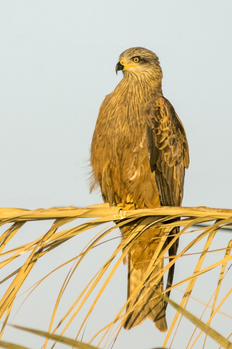 Black Kite - ML626313449