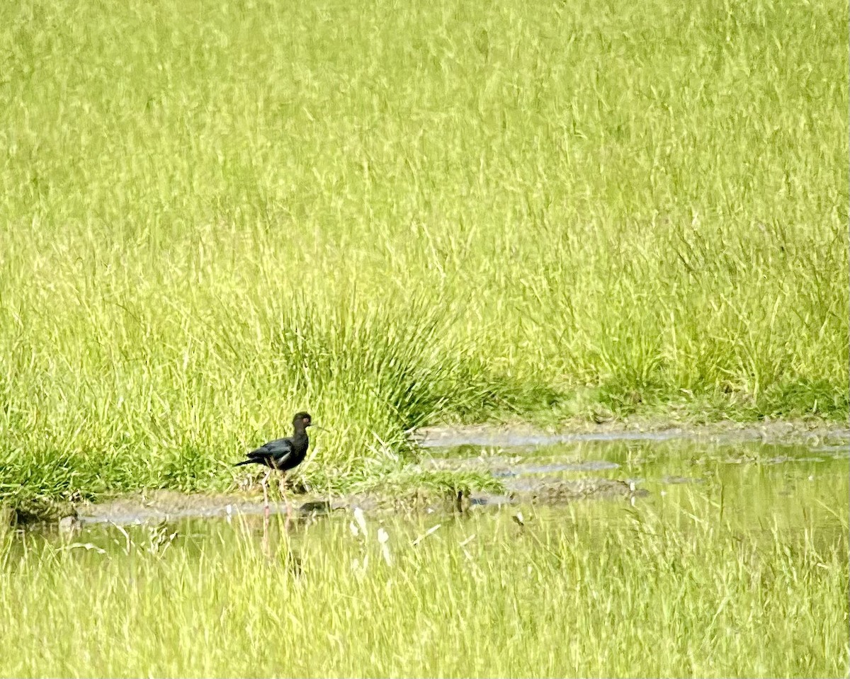 Black Stilt - ML626313453