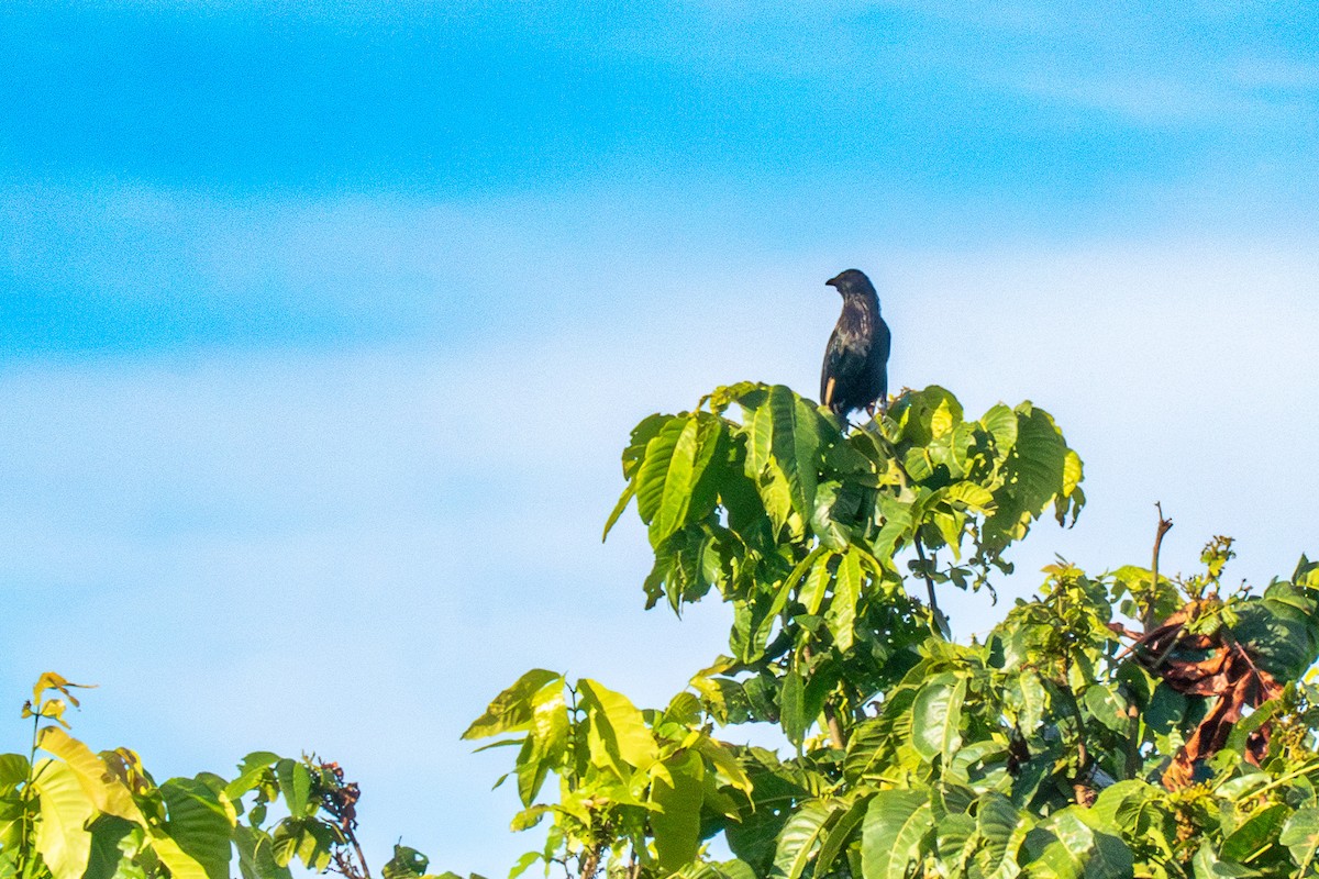 Brown-winged Starling - ML626313491