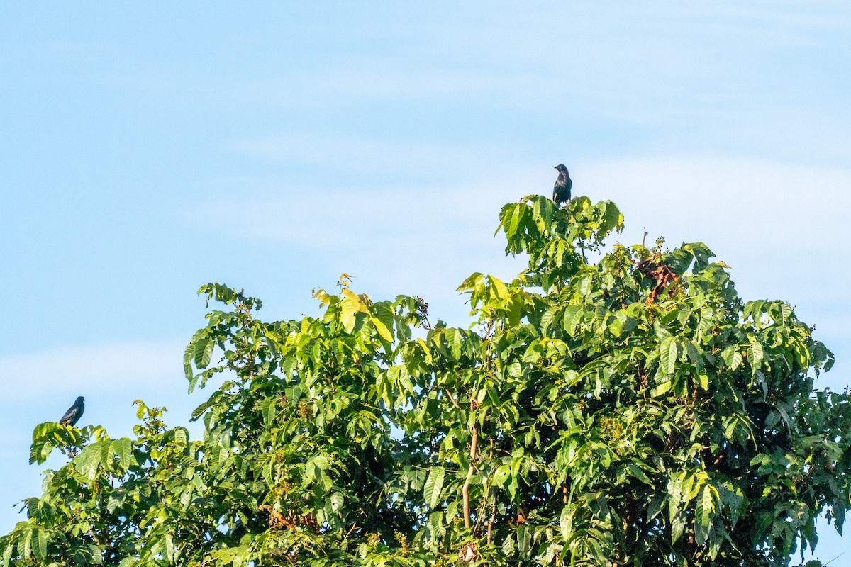 Brown-winged Starling - ML626313492