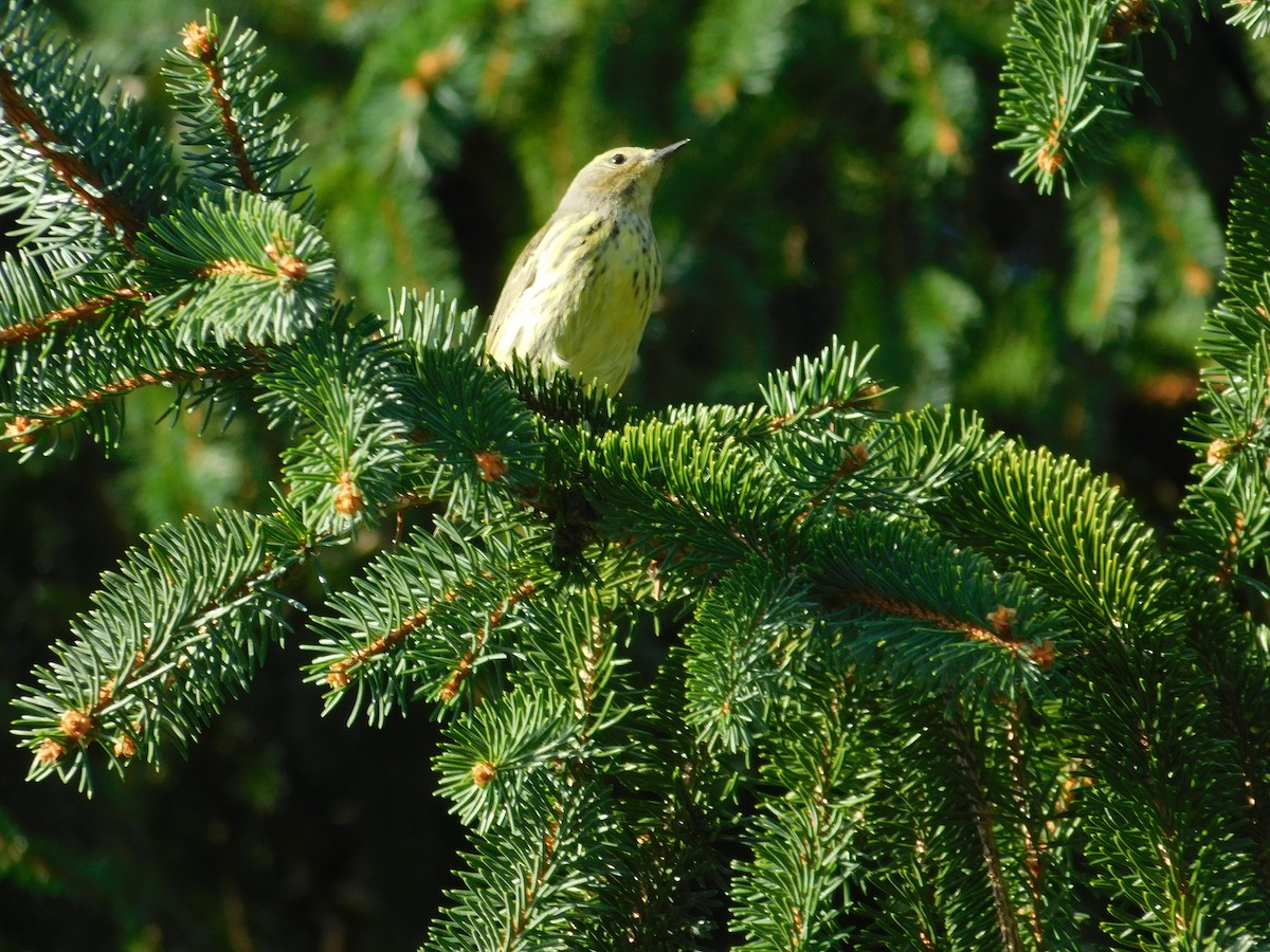 Cape May Warbler - ML626313510
