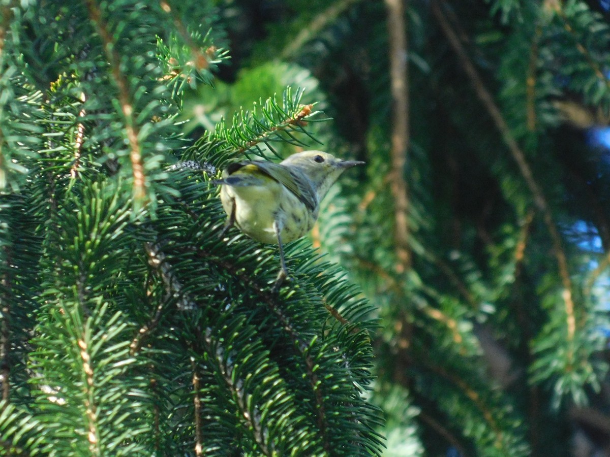 Cape May Warbler - ML626313511