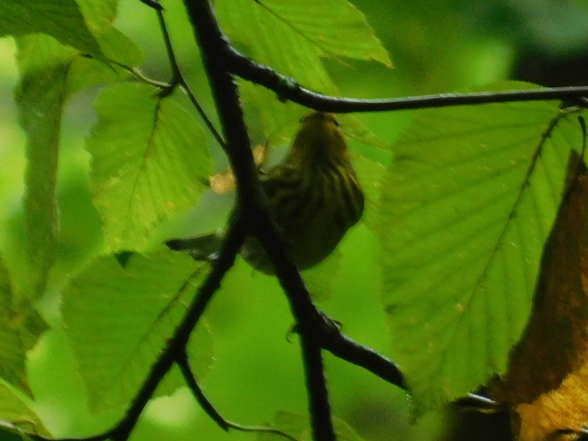 Cape May Warbler - ML626313801