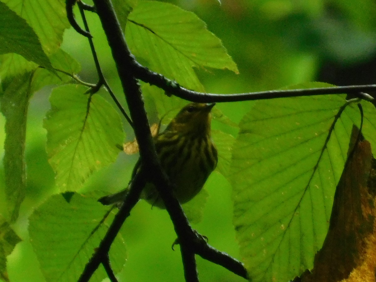 Cape May Warbler - ML626313802