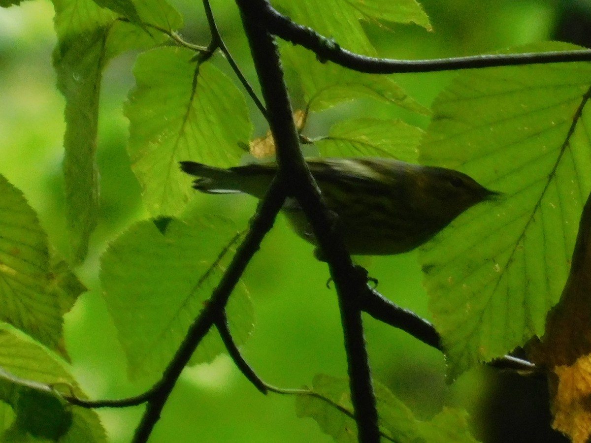 Cape May Warbler - ML626313803