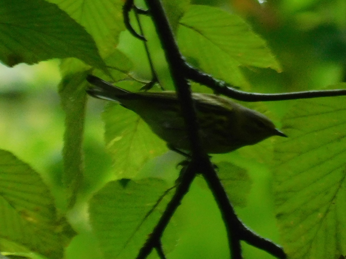 Cape May Warbler - ML626313804
