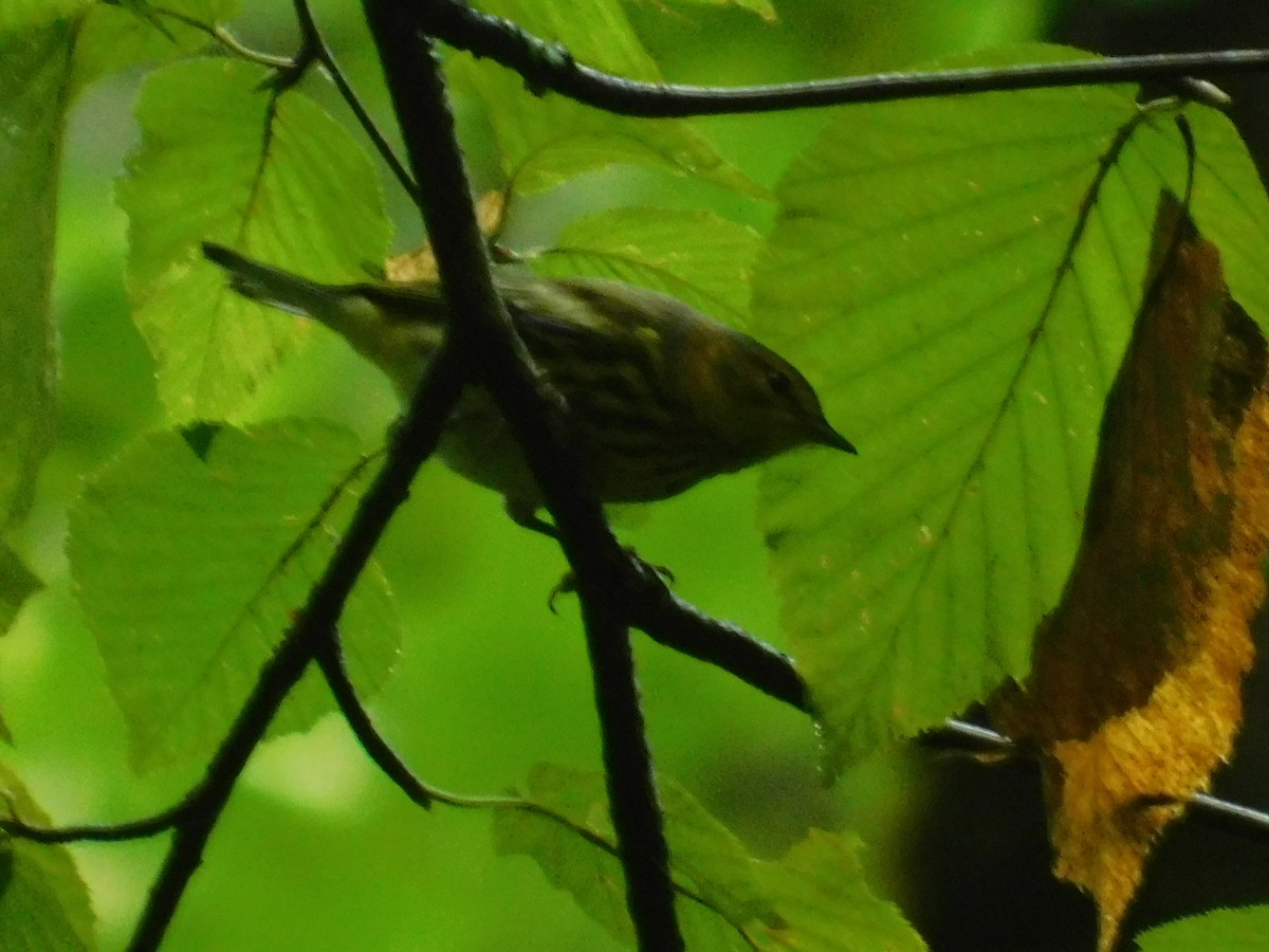 Cape May Warbler - ML626313805