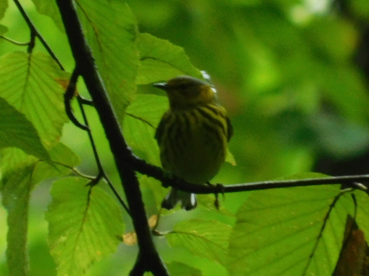 Cape May Warbler - ML626313806