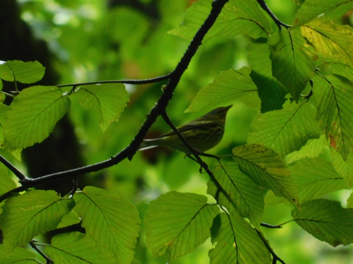 Cape May Warbler - ML626313807