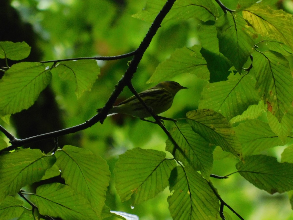 Cape May Warbler - ML626313808