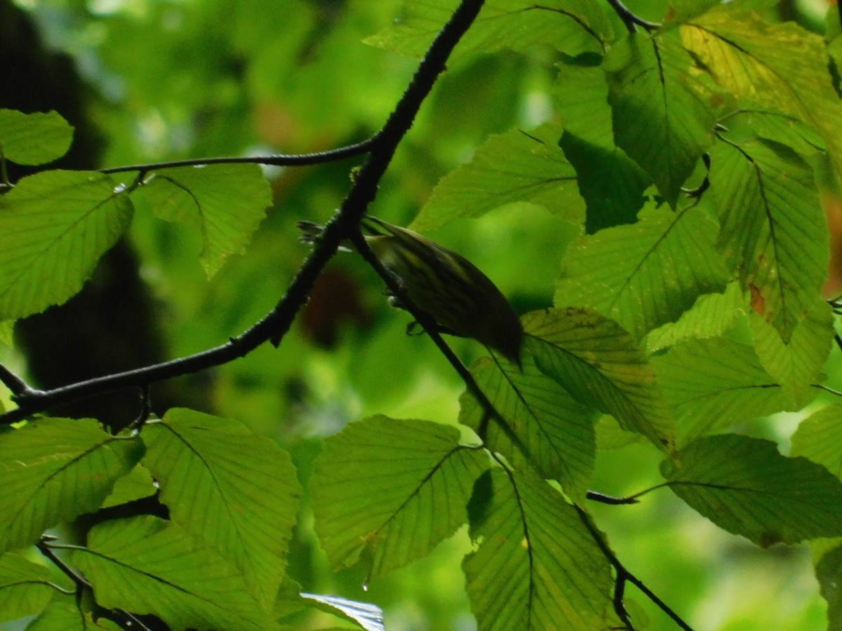 Cape May Warbler - ML626313809