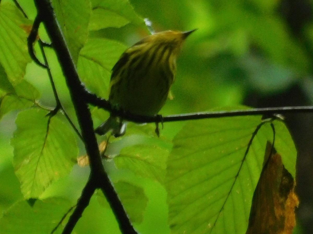 Cape May Warbler - ML626313810