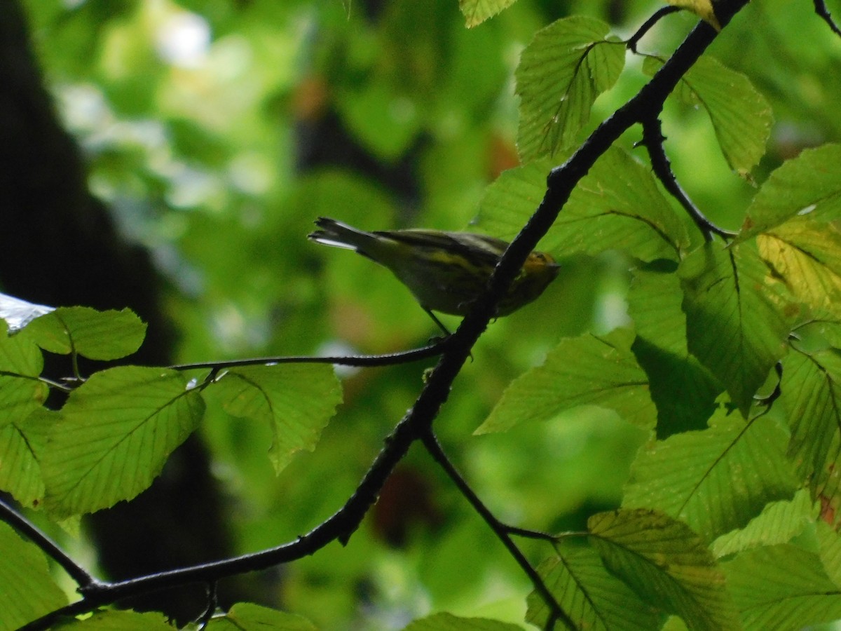 Cape May Warbler - ML626313814