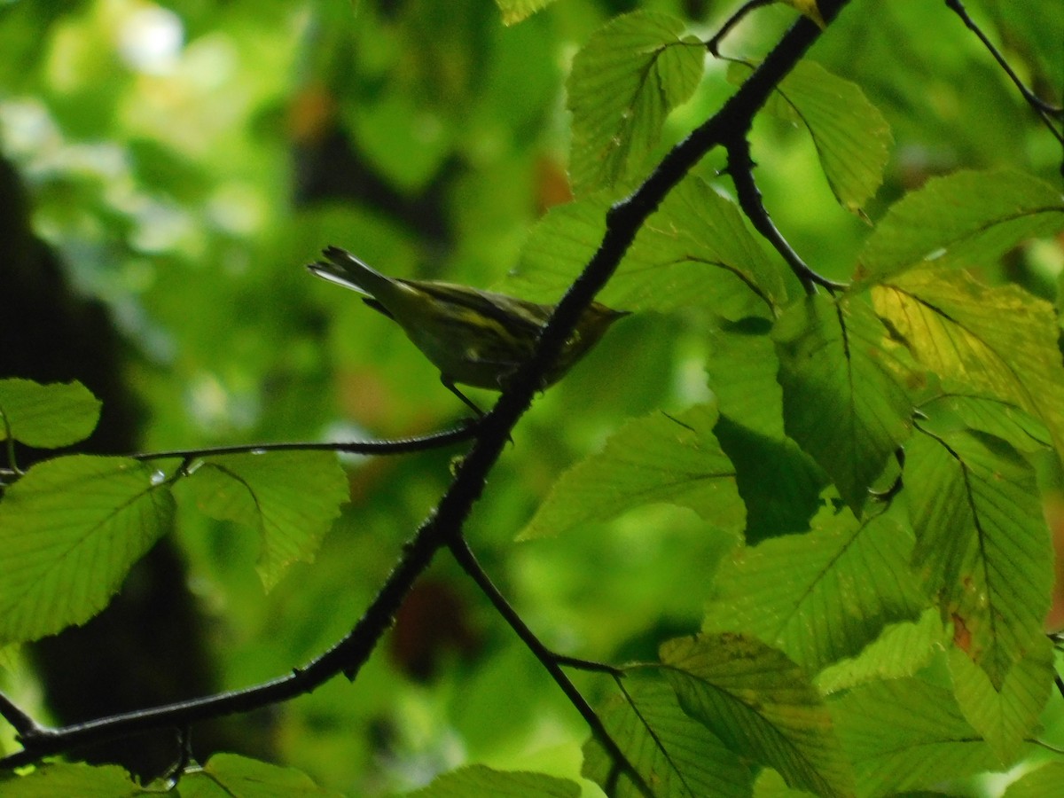Cape May Warbler - ML626313815