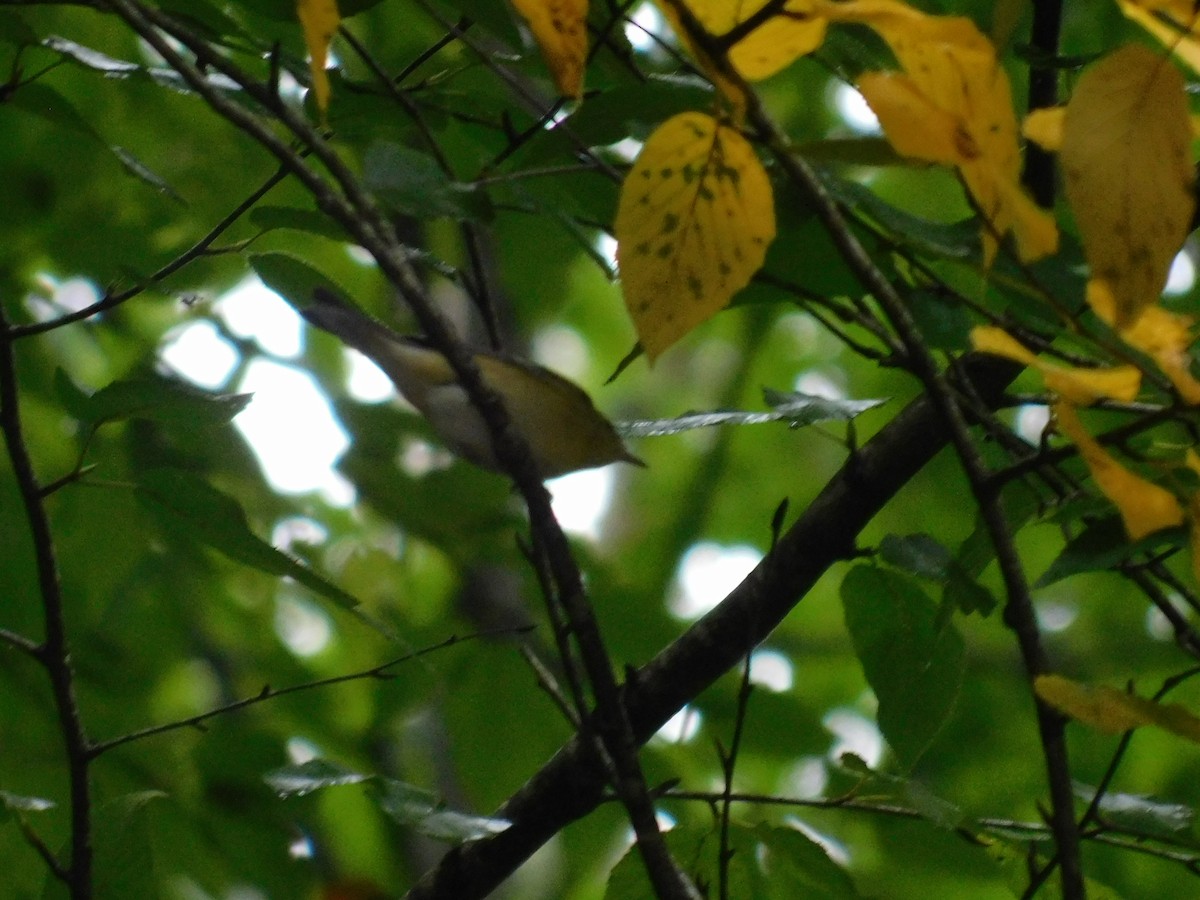 Bay-breasted Warbler - ML626313825