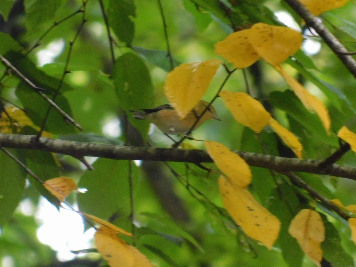 Bay-breasted Warbler - ML626313826
