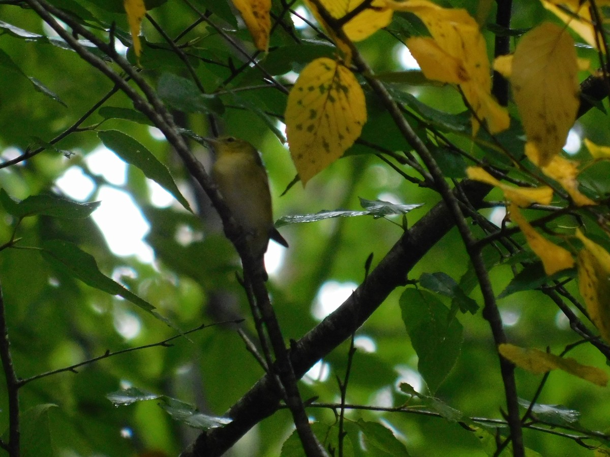 Bay-breasted Warbler - ML626313827