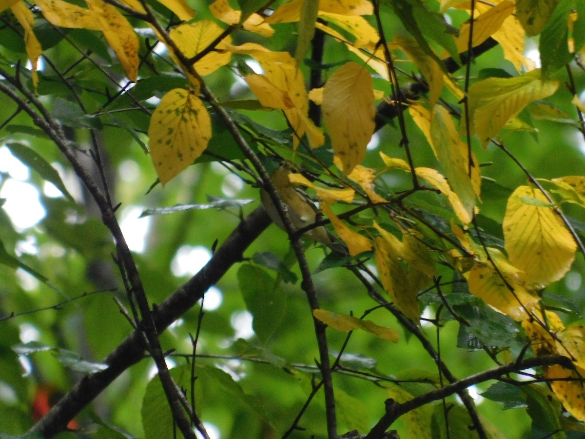 Bay-breasted Warbler - ML626313828