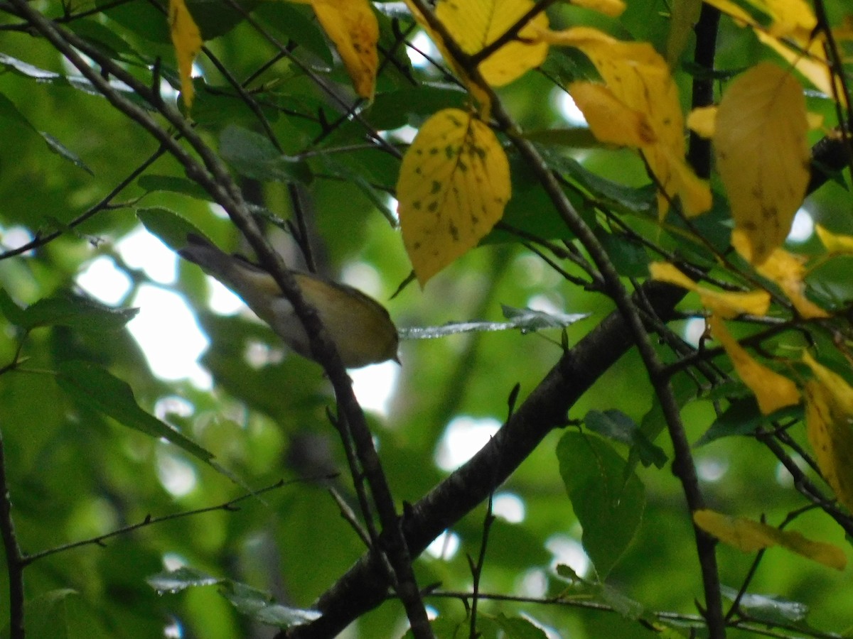 Bay-breasted Warbler - ML626313829
