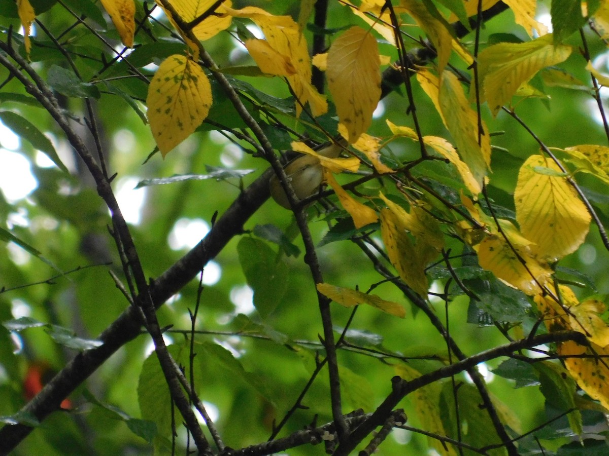 Bay-breasted Warbler - ML626313831