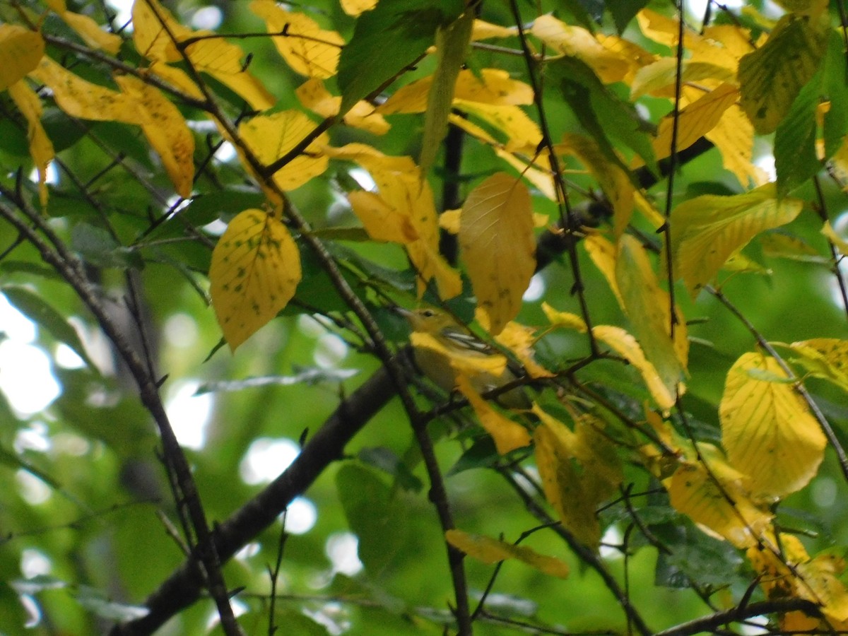 Bay-breasted Warbler - ML626313832