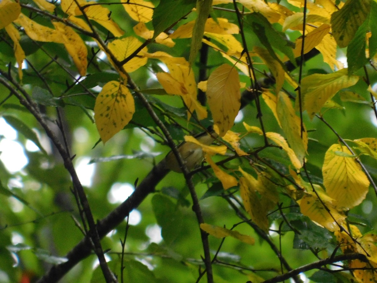 Bay-breasted Warbler - ML626313833