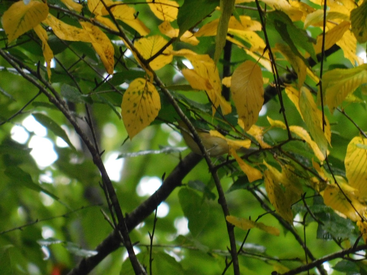 Bay-breasted Warbler - ML626313834