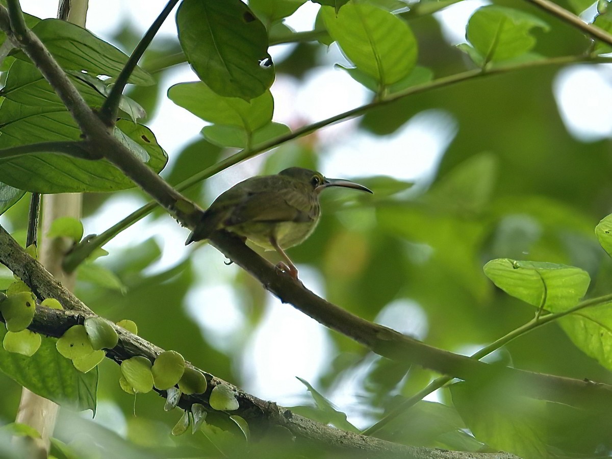 Yellow-eared Spiderhunter - ML626313880