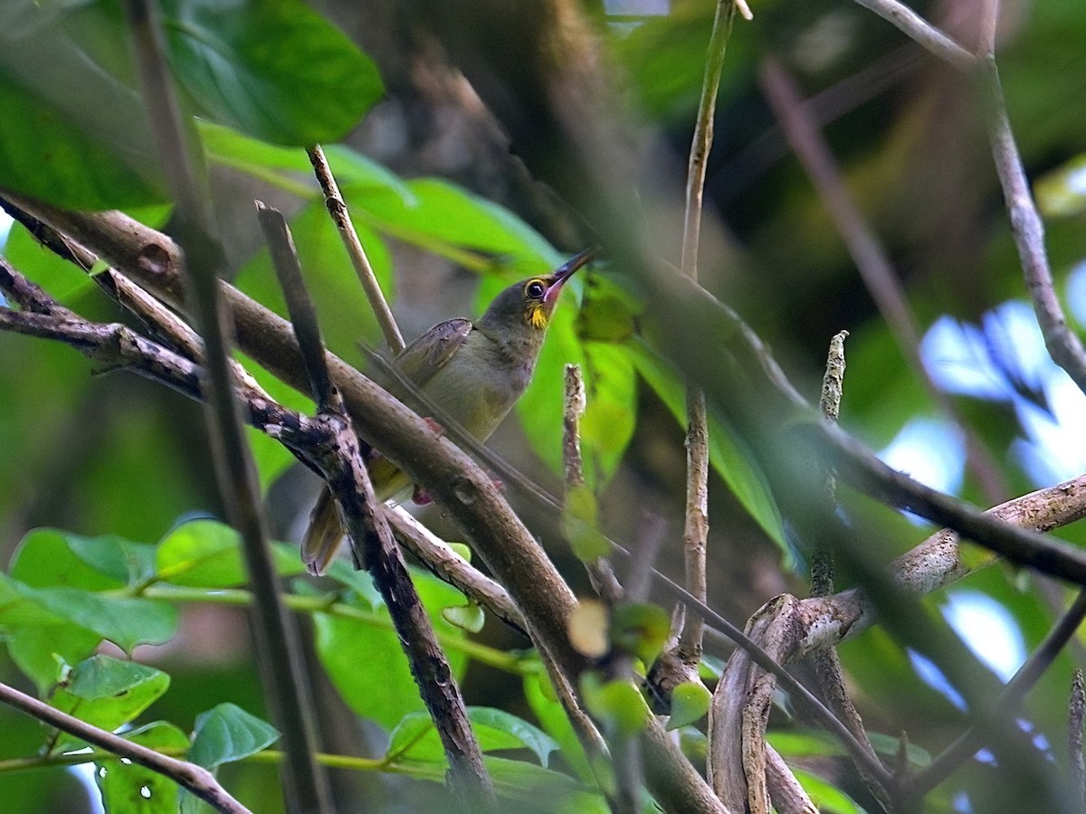 Yellow-eared Spiderhunter - ML626313881