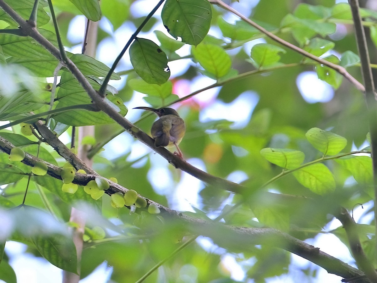 Yellow-eared Spiderhunter - ML626313882