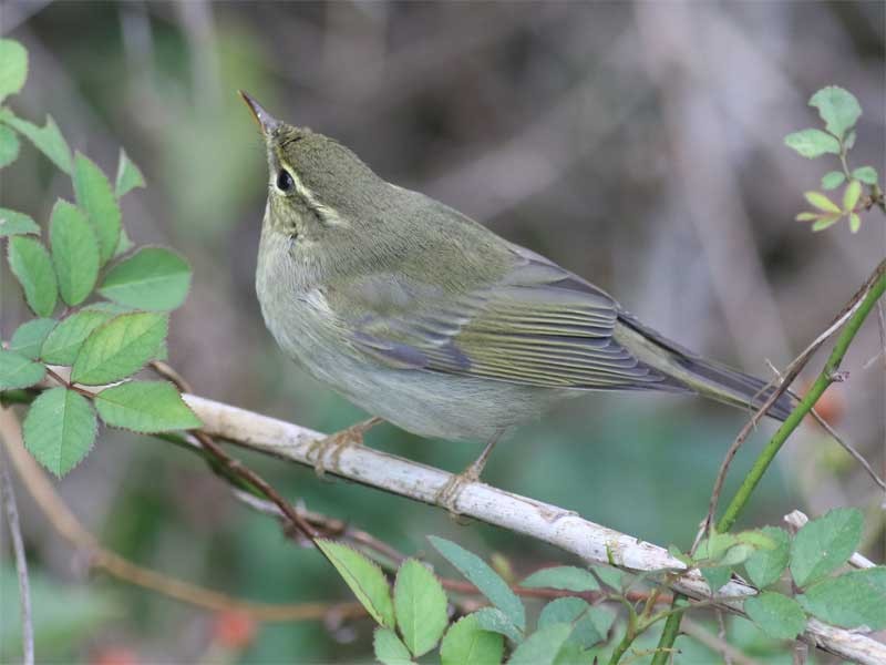 Phylloscopus sp. - ML626313894