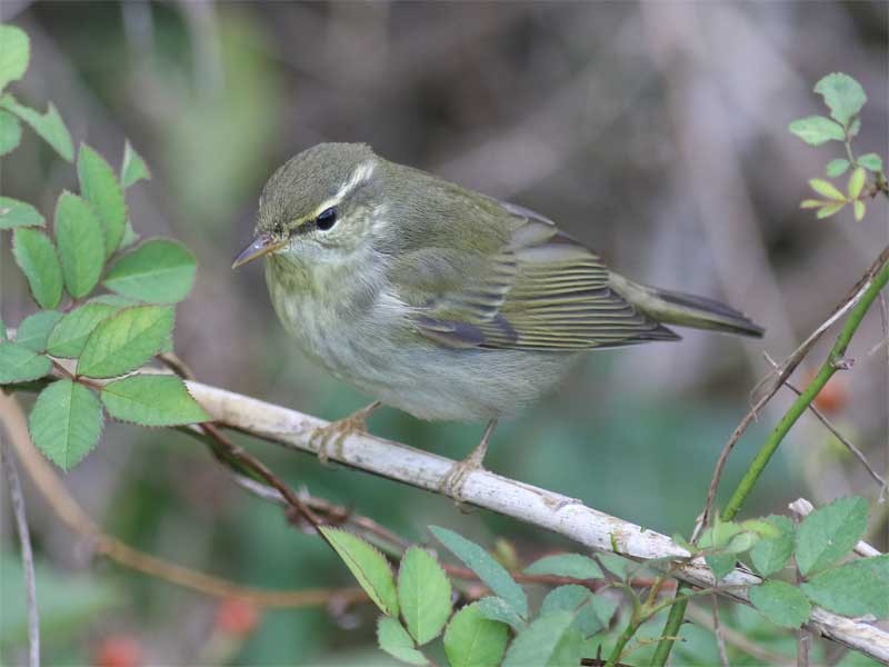 Phylloscopus sp. - ML626313895