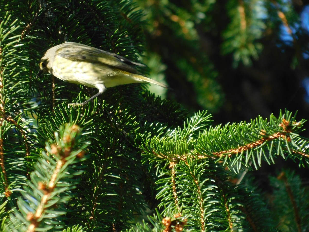 Cape May Warbler - ML626313915