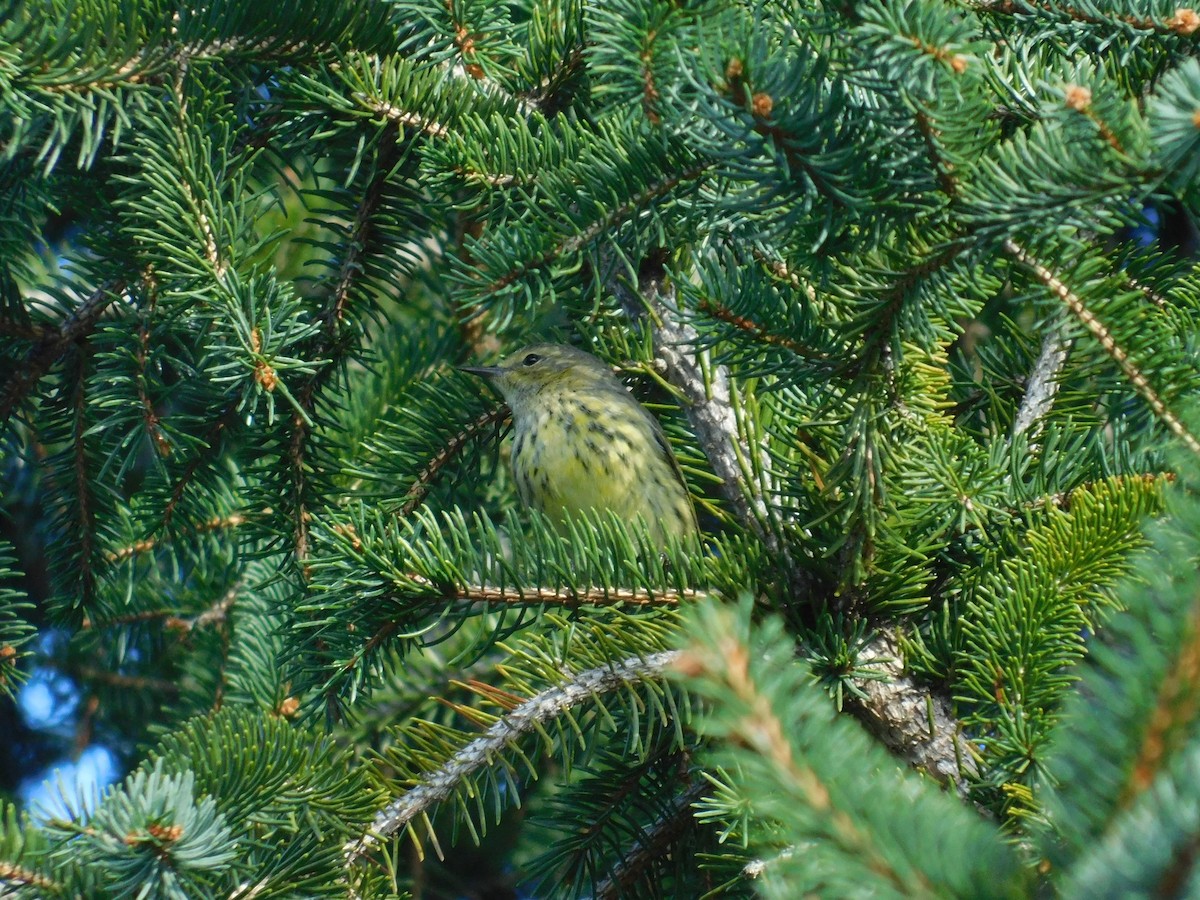 Cape May Warbler - ML626313916