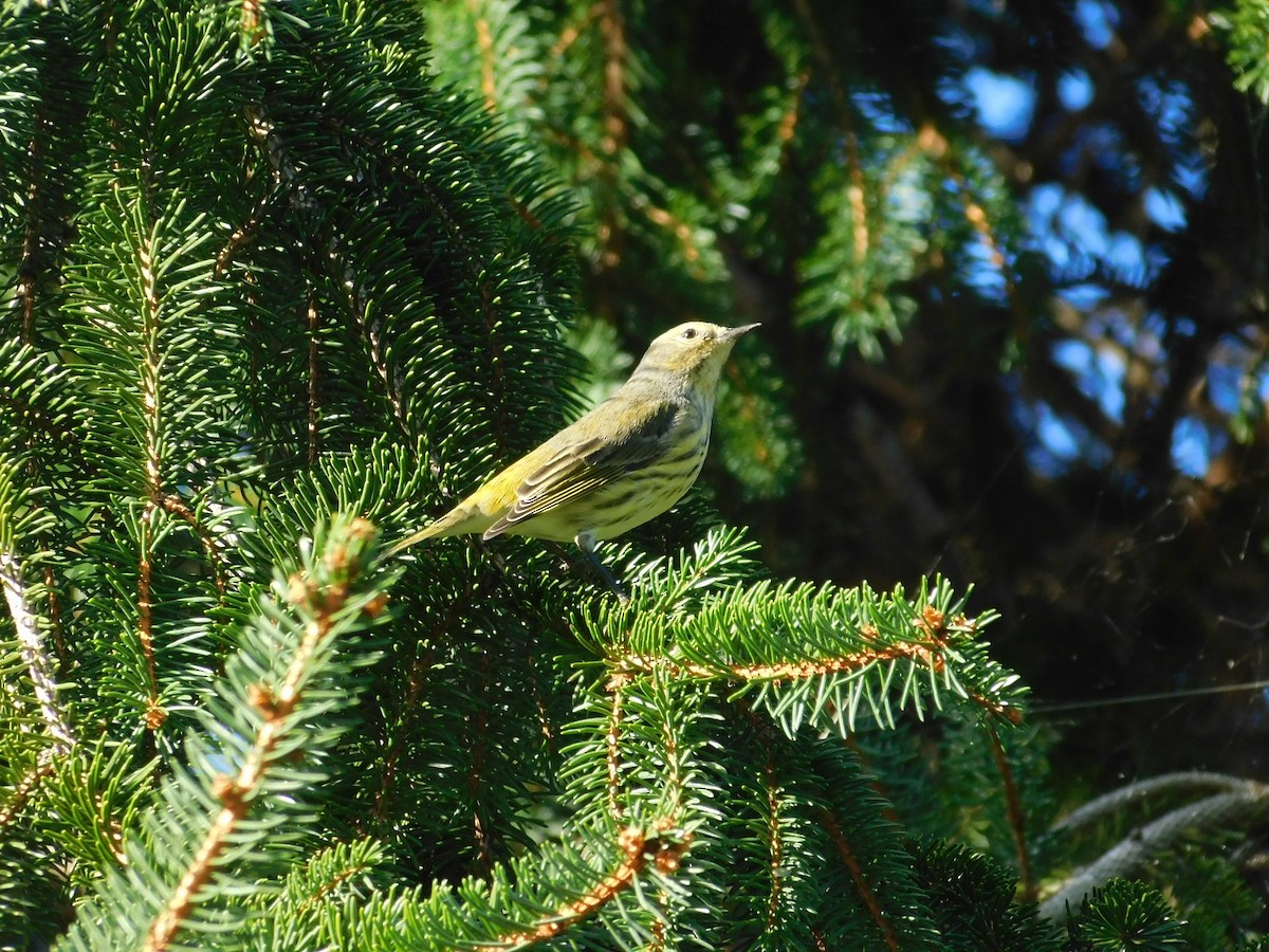 Cape May Warbler - ML626313917