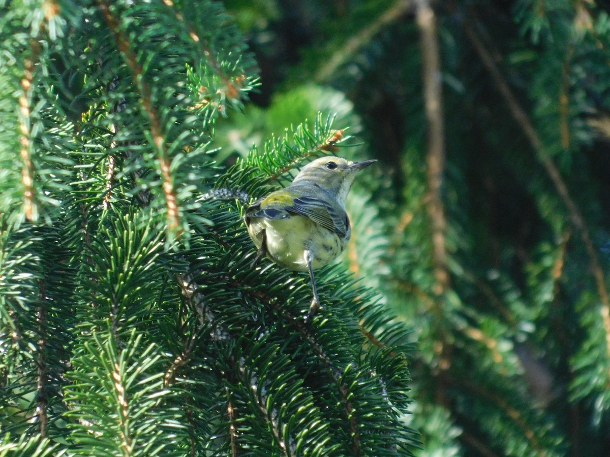 Cape May Warbler - ML626313918