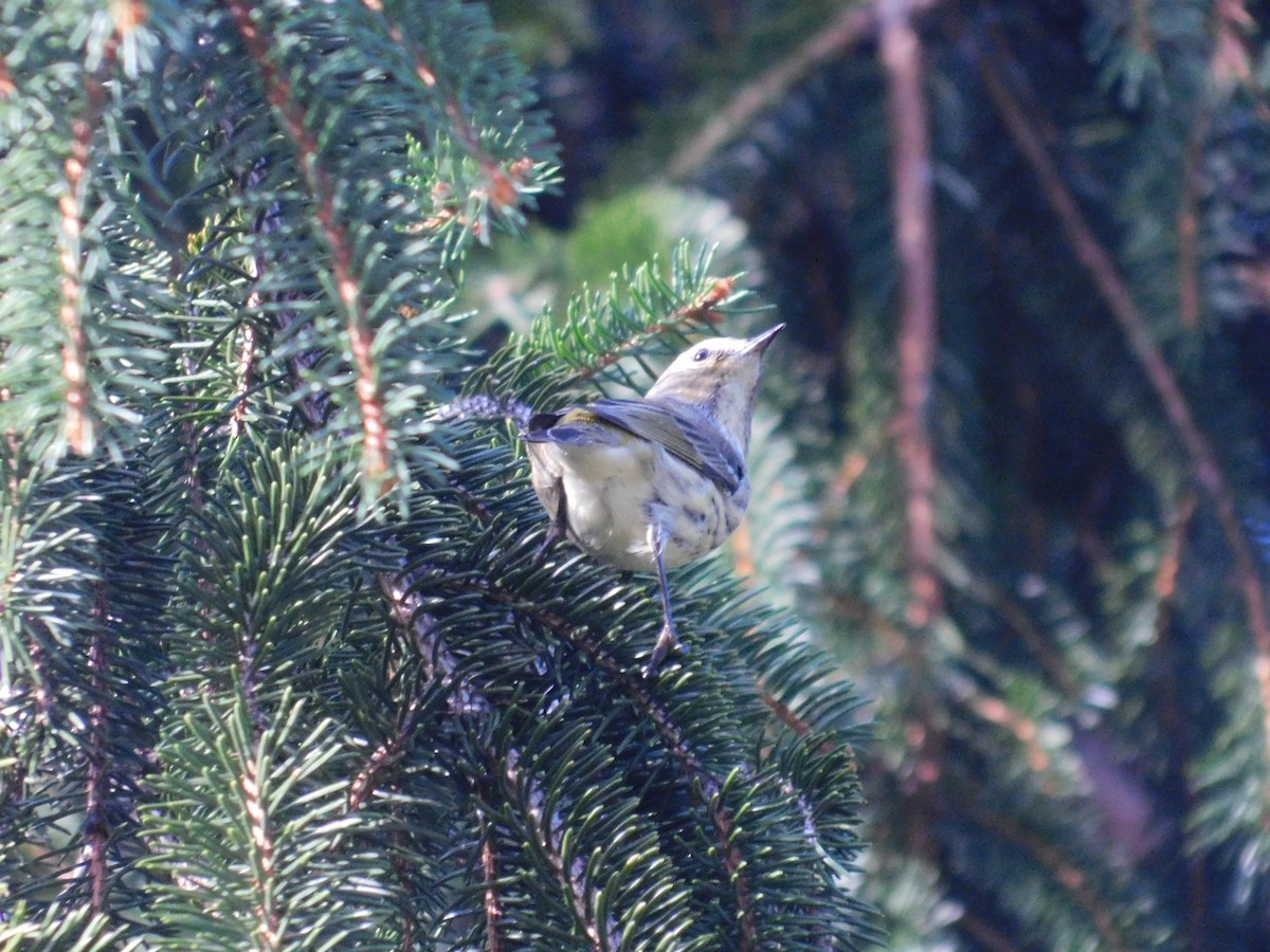 Cape May Warbler - ML626313919