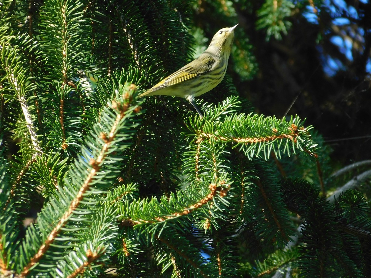 Cape May Warbler - ML626313920