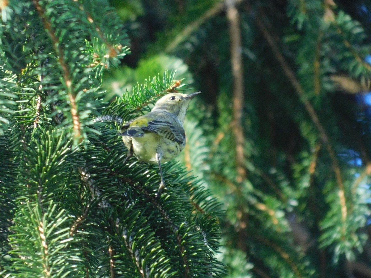 Cape May Warbler - ML626313921