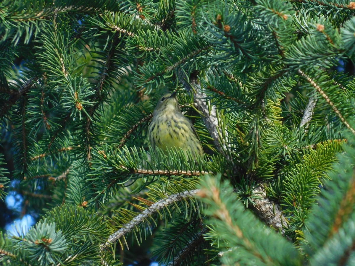 Cape May Warbler - ML626313922